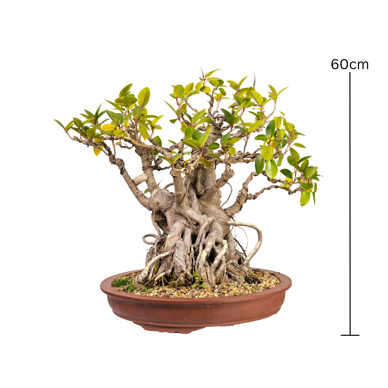 Port Jackson Fig Bonsai (1945)