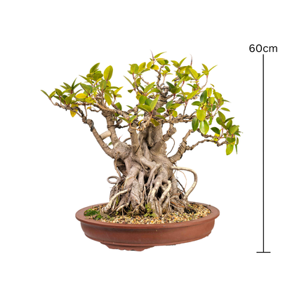 Port Jackson Fig Bonsai (1945)