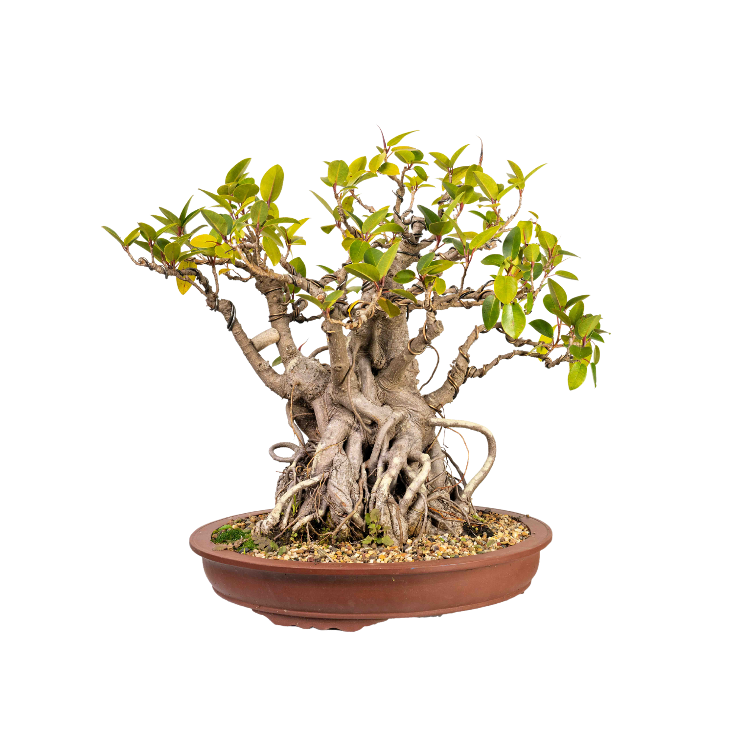 Port Jackson Fig Bonsai (1945)