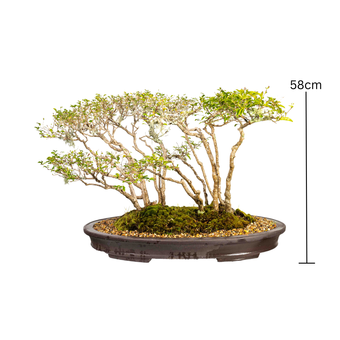 Forest Ligustrum Bonsai (1960)