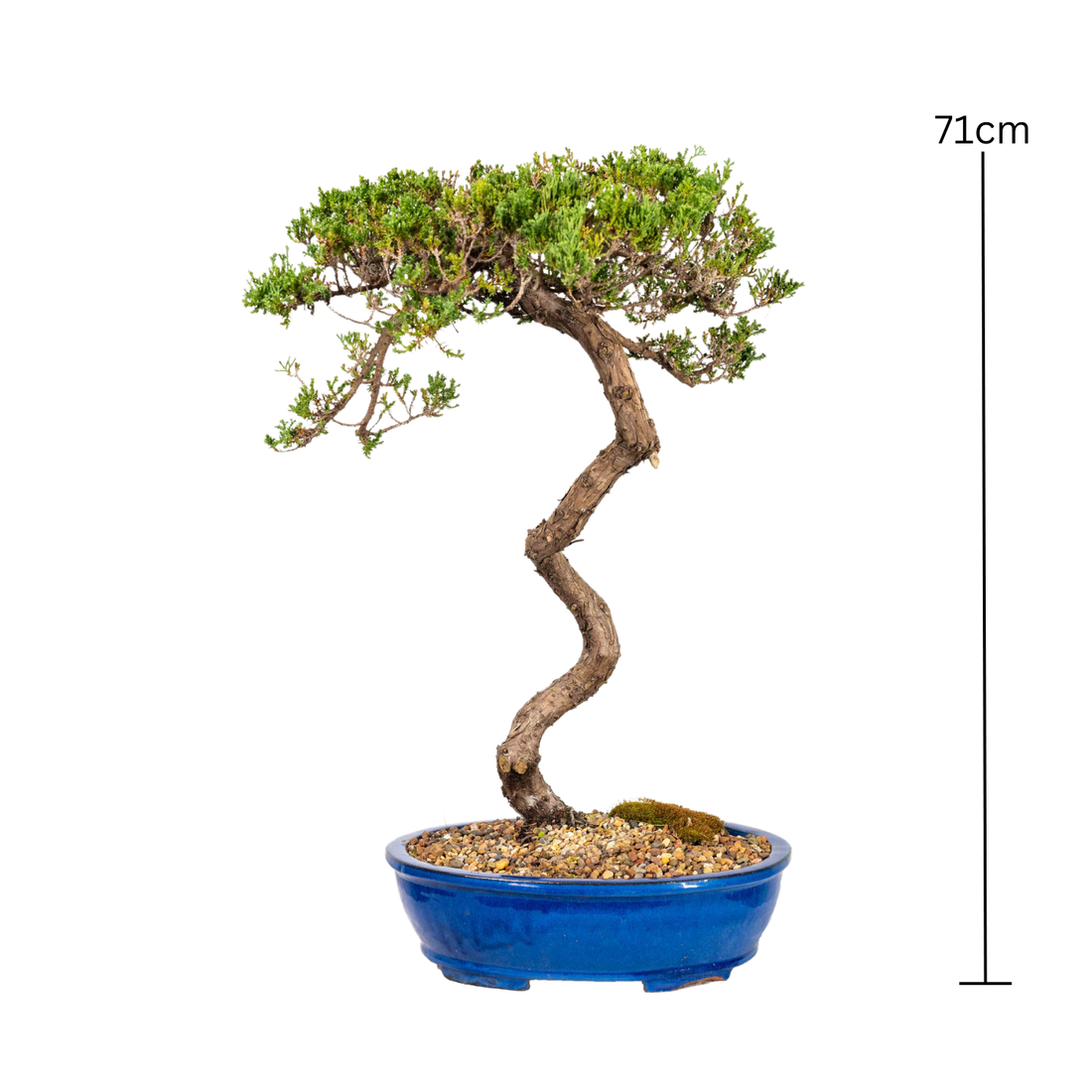 Juniper Bonsai (1990)