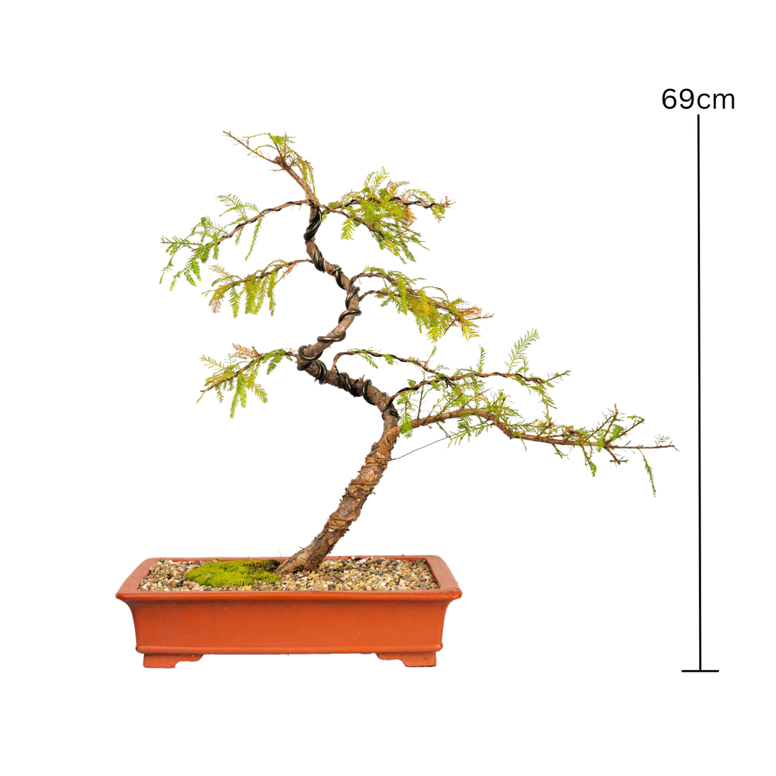 Swamp Cypress Bonsai (1998)