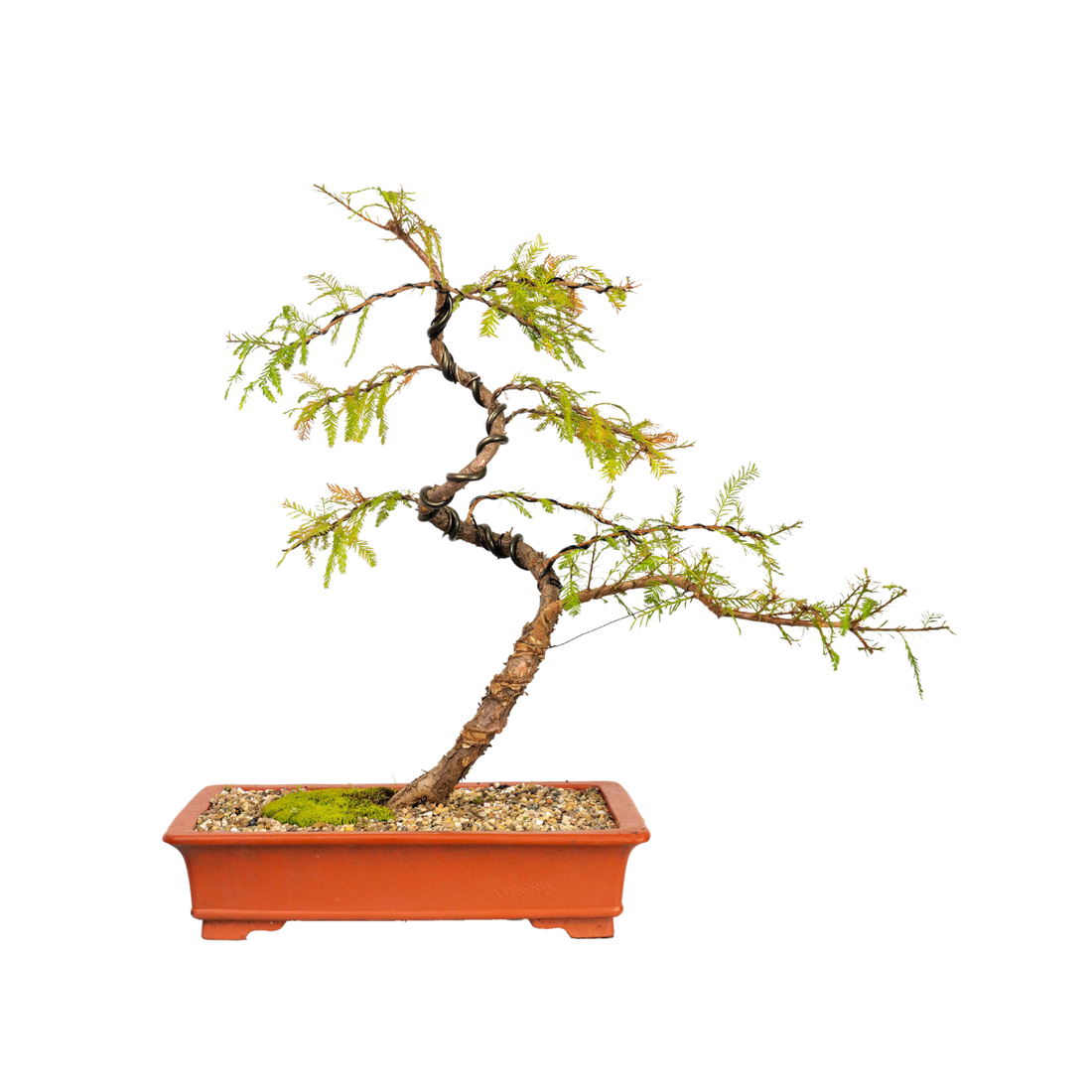 Swamp Cypress Bonsai (1998)