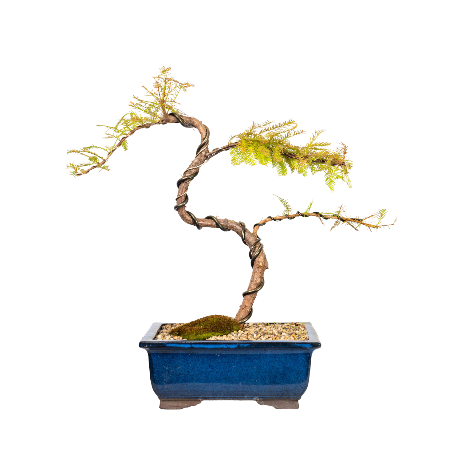 Swamp Cypress Bonsai (1999)