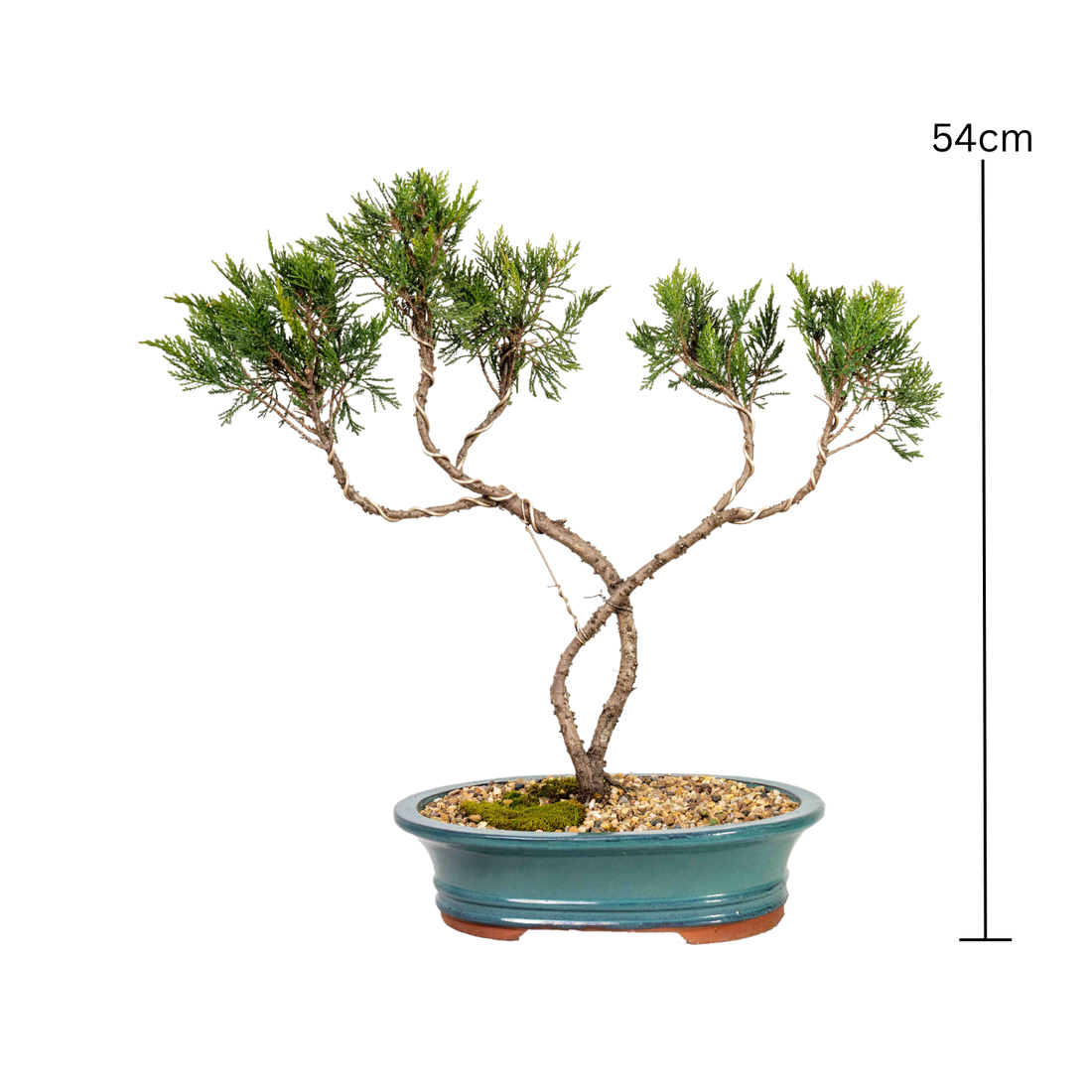 Shimpaku Juniper Bonsai (1996)