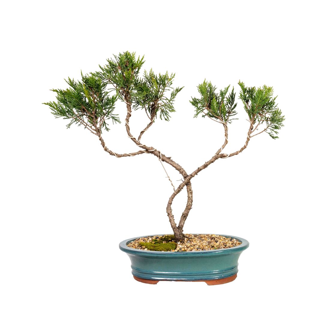 Shimpaku Juniper Bonsai (1996)