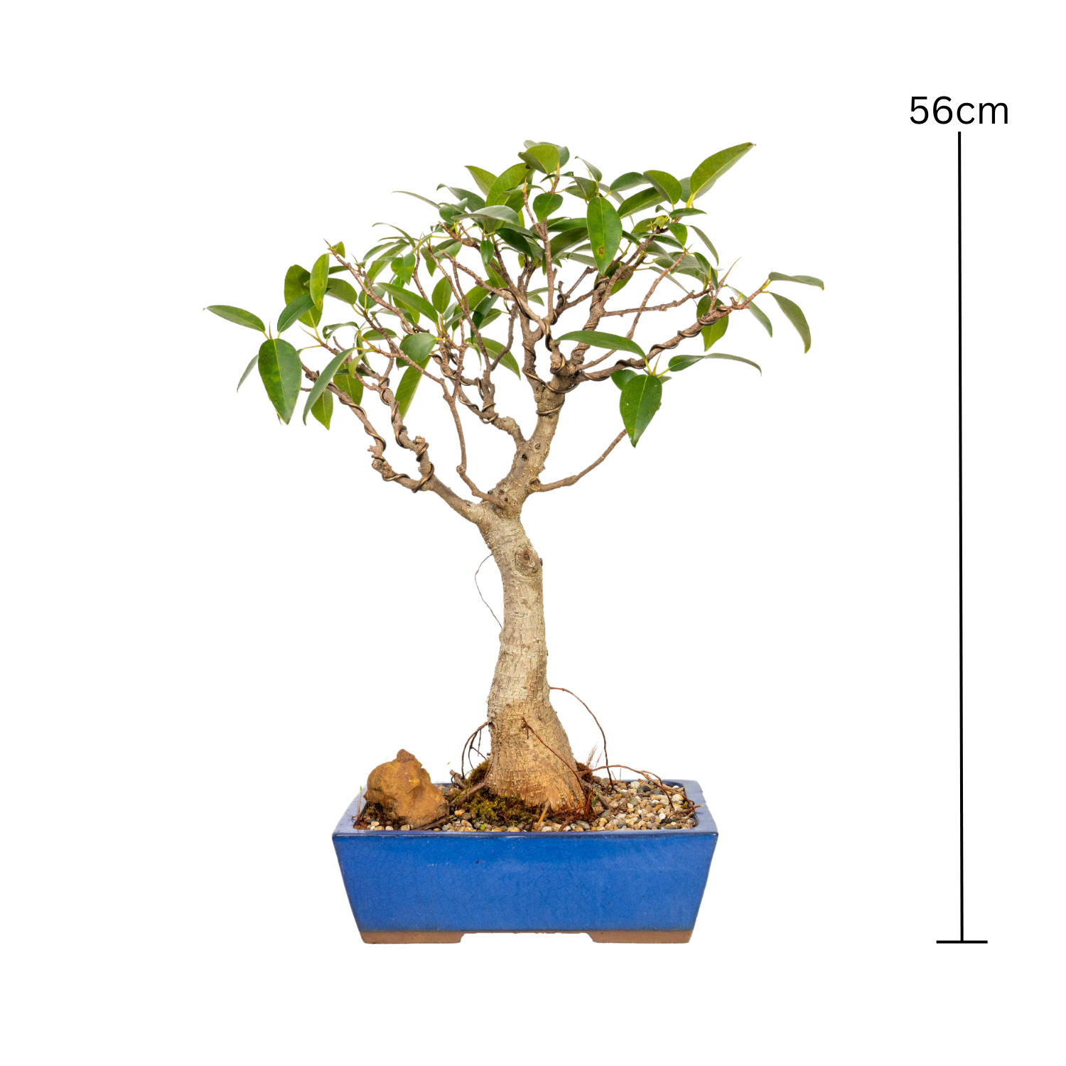 Port Jackson Fig Bonsai (1985)