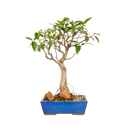 Port Jackson Fig Bonsai (1985)