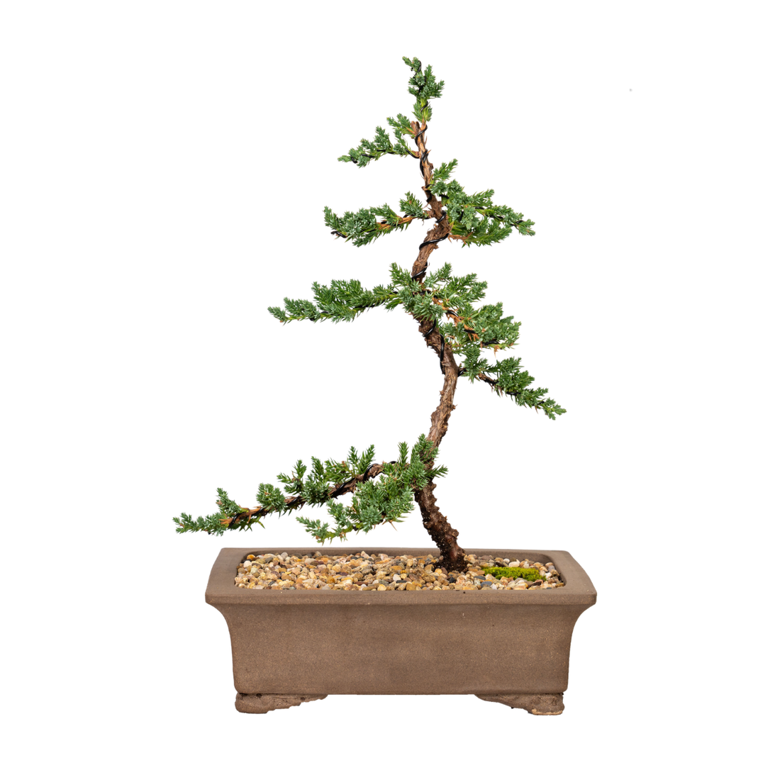 Juniper Bonsai (2013)
