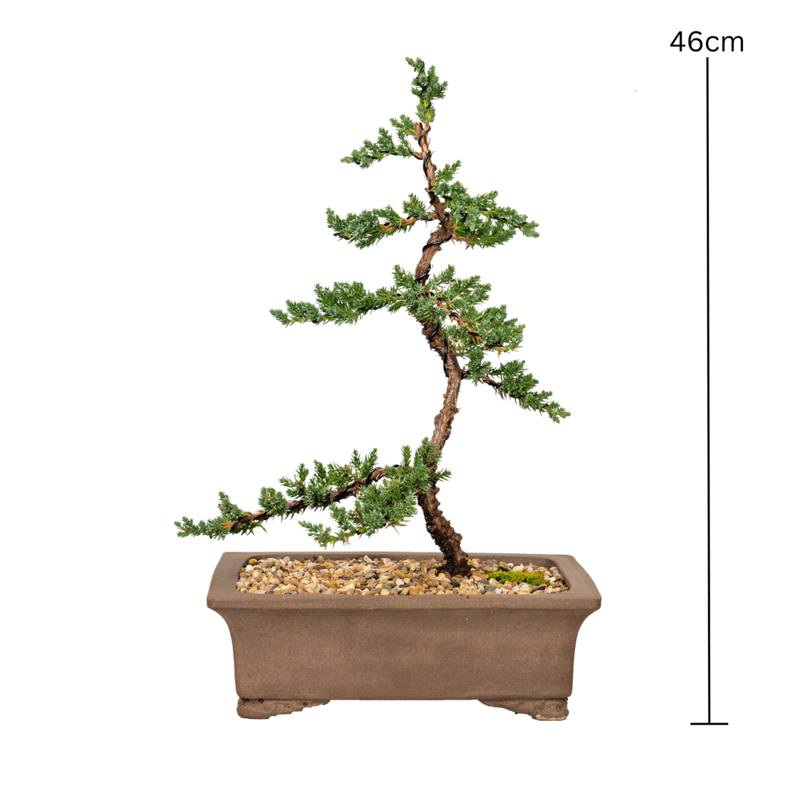 Juniper Bonsai (2013)