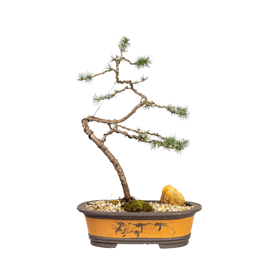 Atlantic Cedar Bonsai (2003)