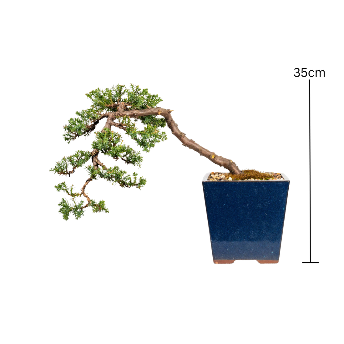 Juniper Cascade Bonsai (2000)
