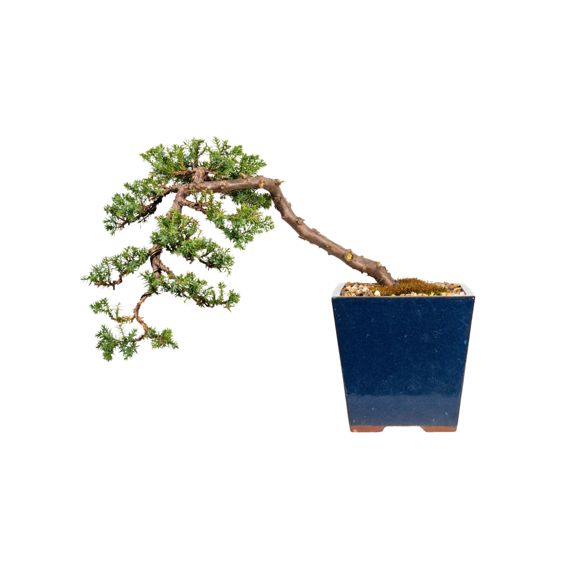 Juniper Cascade Bonsai (2000)