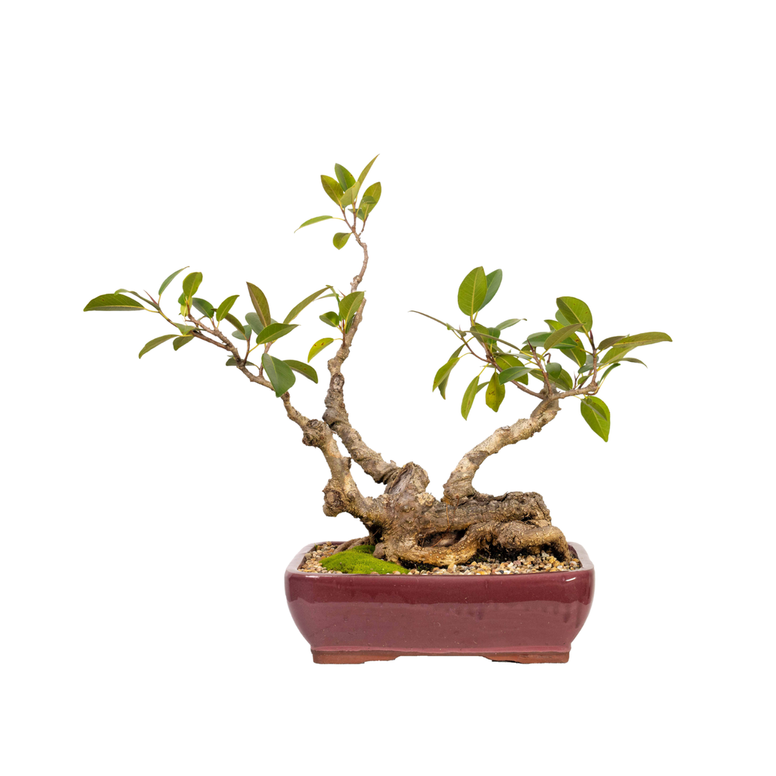 Port Jackson Fig Bonsai (1996)