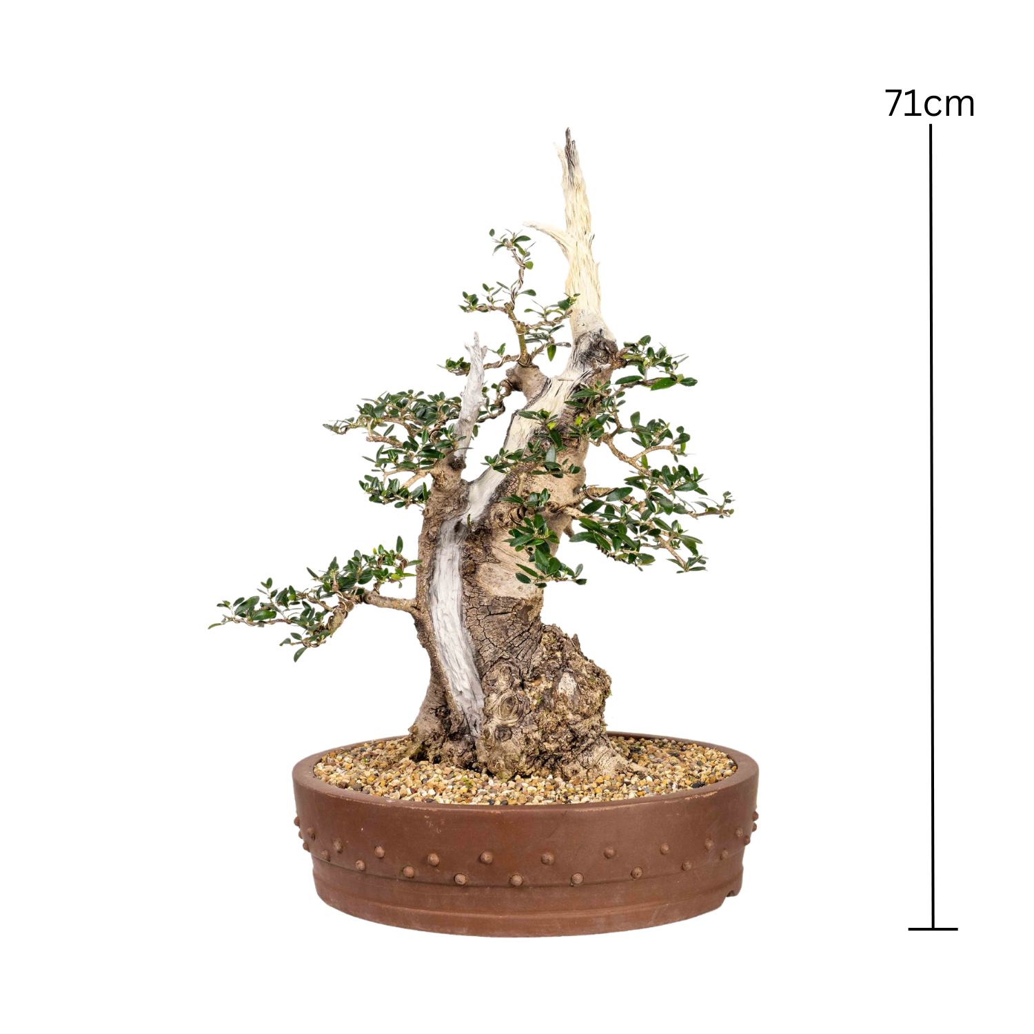 Asian Olive Bonsai (1970)