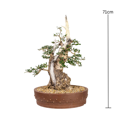 Asian Olive Bonsai (1970)