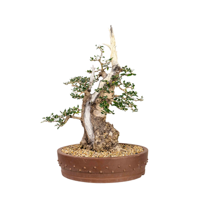 Asian Olive Bonsai (1970)