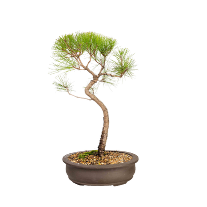 Chinese Pine Bonsai (1998)