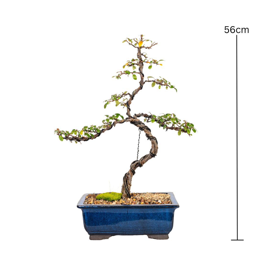 Cotoneaster Cuphea Bonsai (2009)