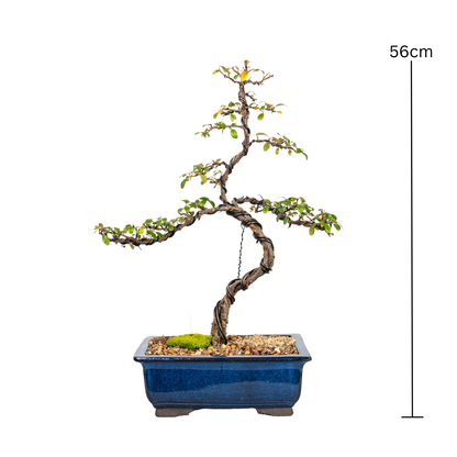 Cotoneaster Cuphea Bonsai (2009)