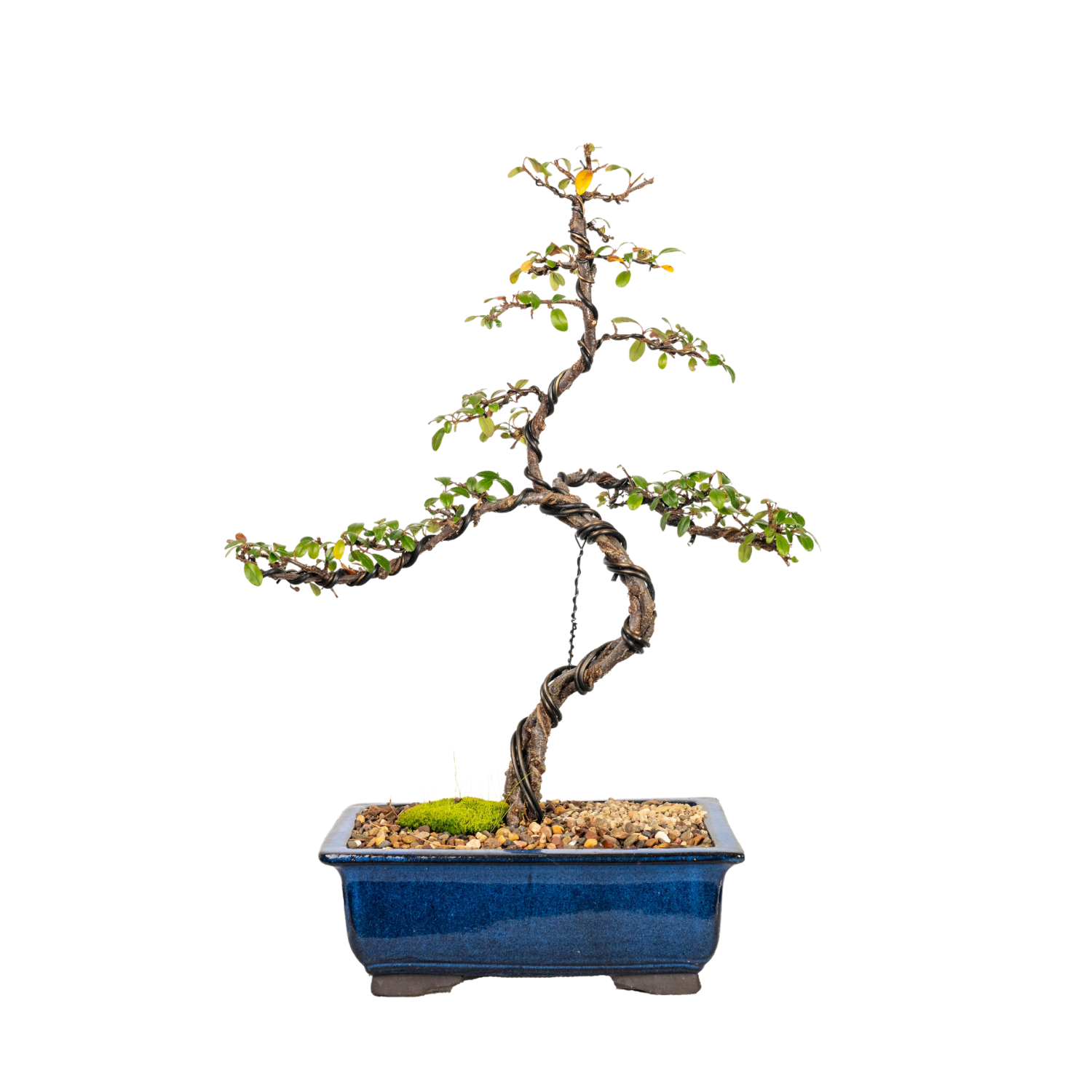 Cotoneaster Cuphea Bonsai (2009)