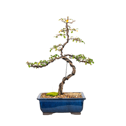 Cotoneaster Cuphea Bonsai (2009)