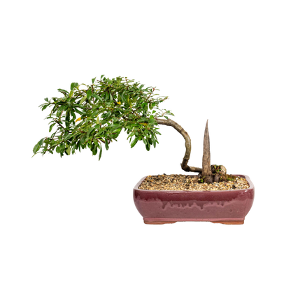 Pyracantha Bonsai (1997)