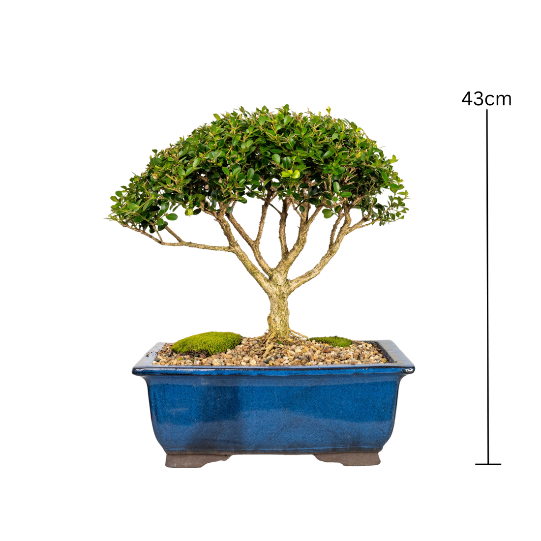 English Buxus Bonsai (1998)