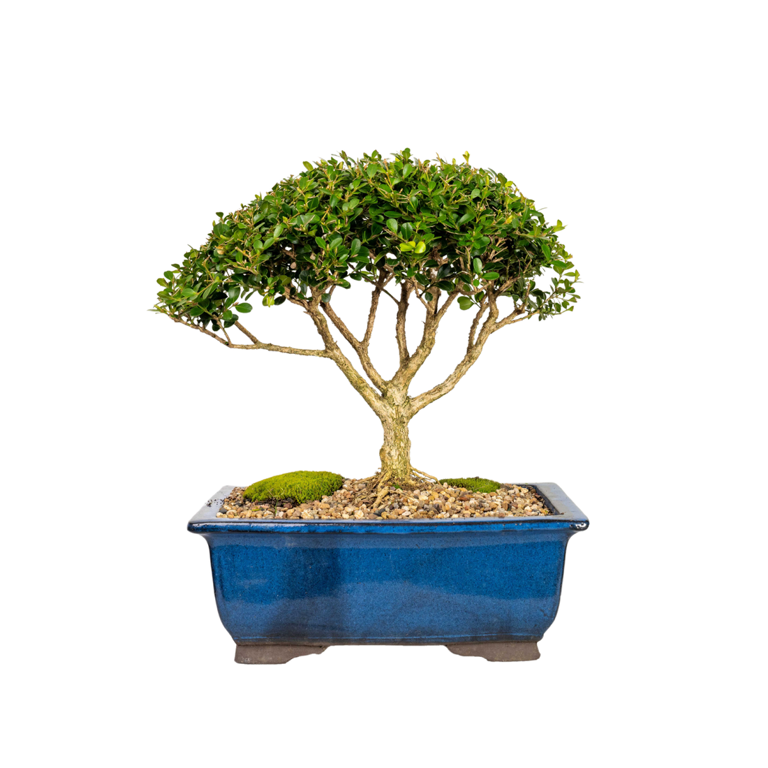 English Buxus Bonsai (1998)