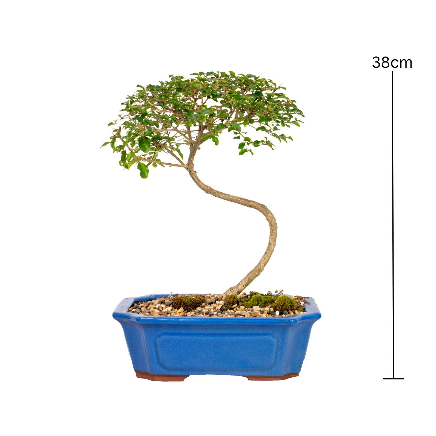 Chinese Ligustrum Bonsai (2004)