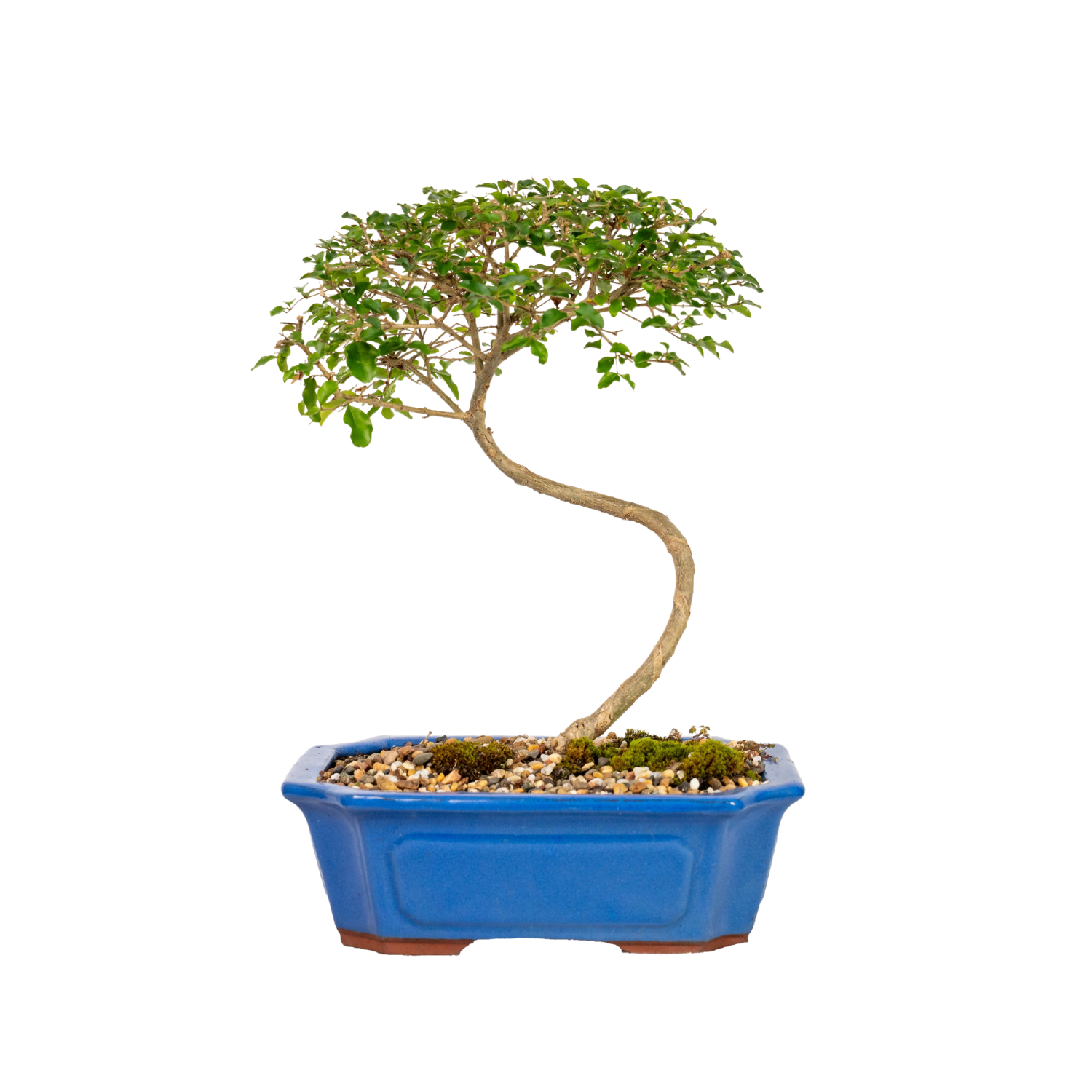 Chinese Ligustrum Bonsai (2004)