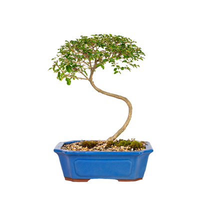 Chinese Ligustrum Bonsai (2004)