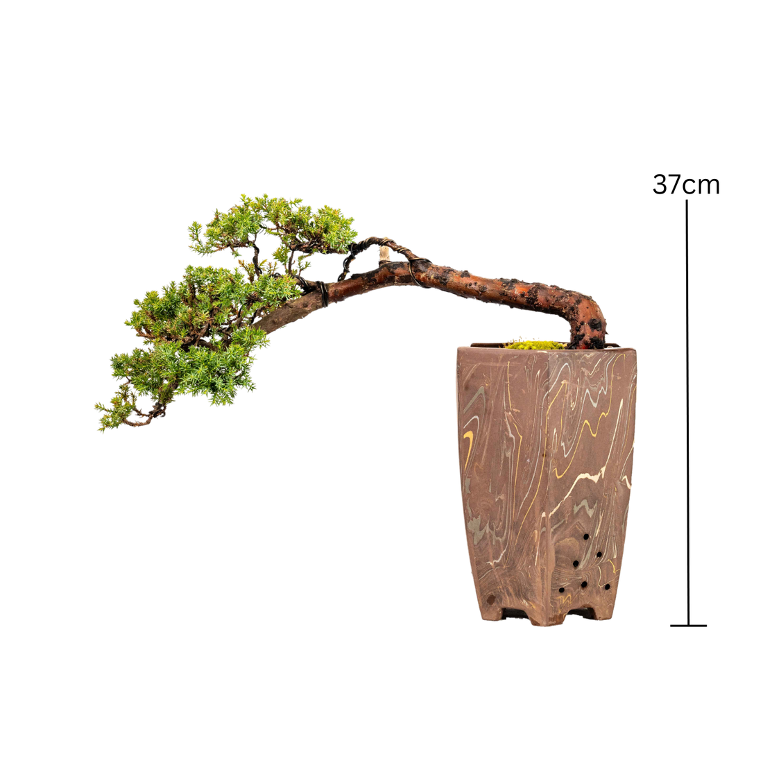 Juniper Cascade Bonsai (2000)