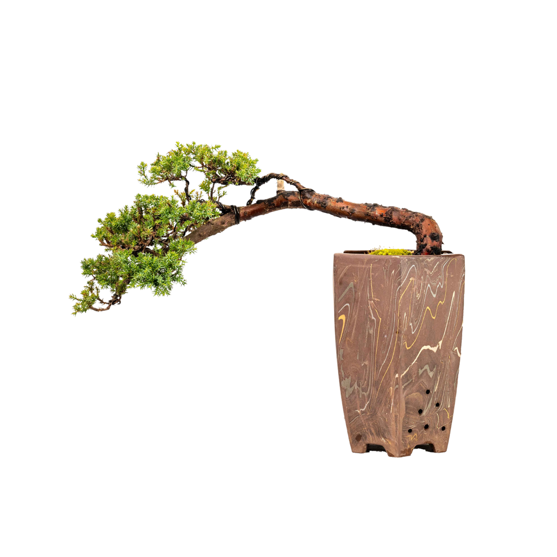 Juniper Cascade Bonsai (2000)