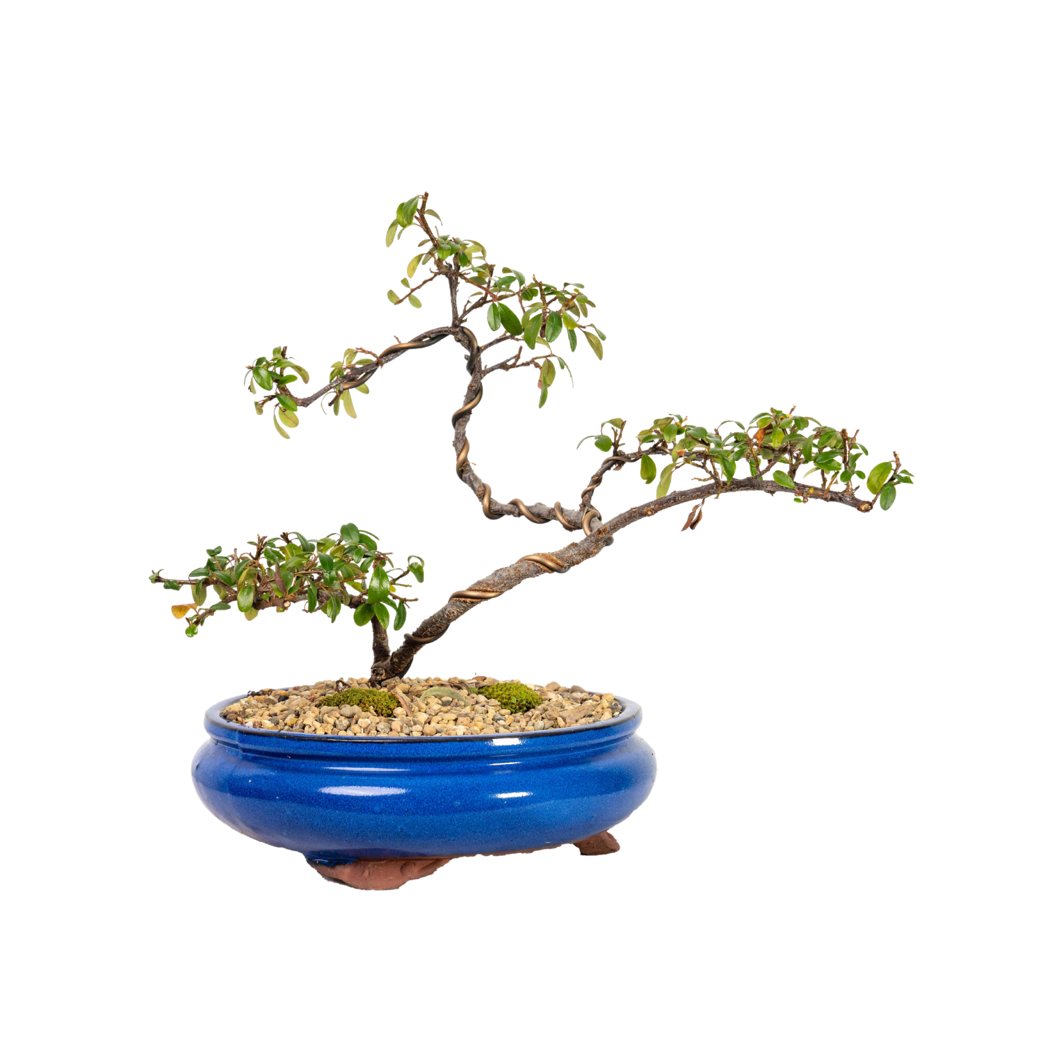 Cotoneaster Cuphea Bonsai (2014)