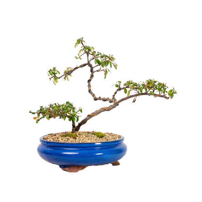 Cotoneaster Cuphea Bonsai (2014)