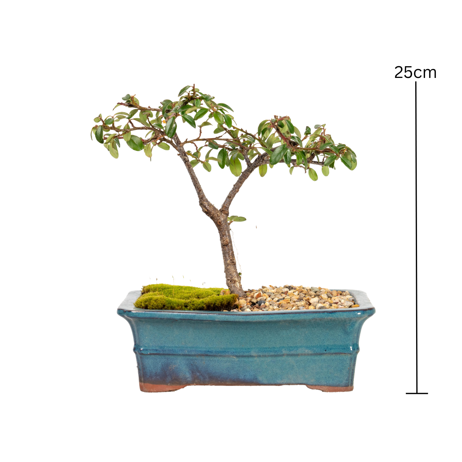 Cotoneaster Cuphea Bonsai (2016)