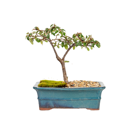 Cotoneaster Cuphea Bonsai (2016)