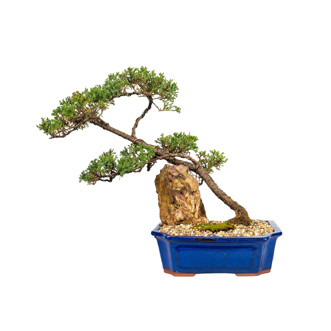 Juniper Bonsai (2000)