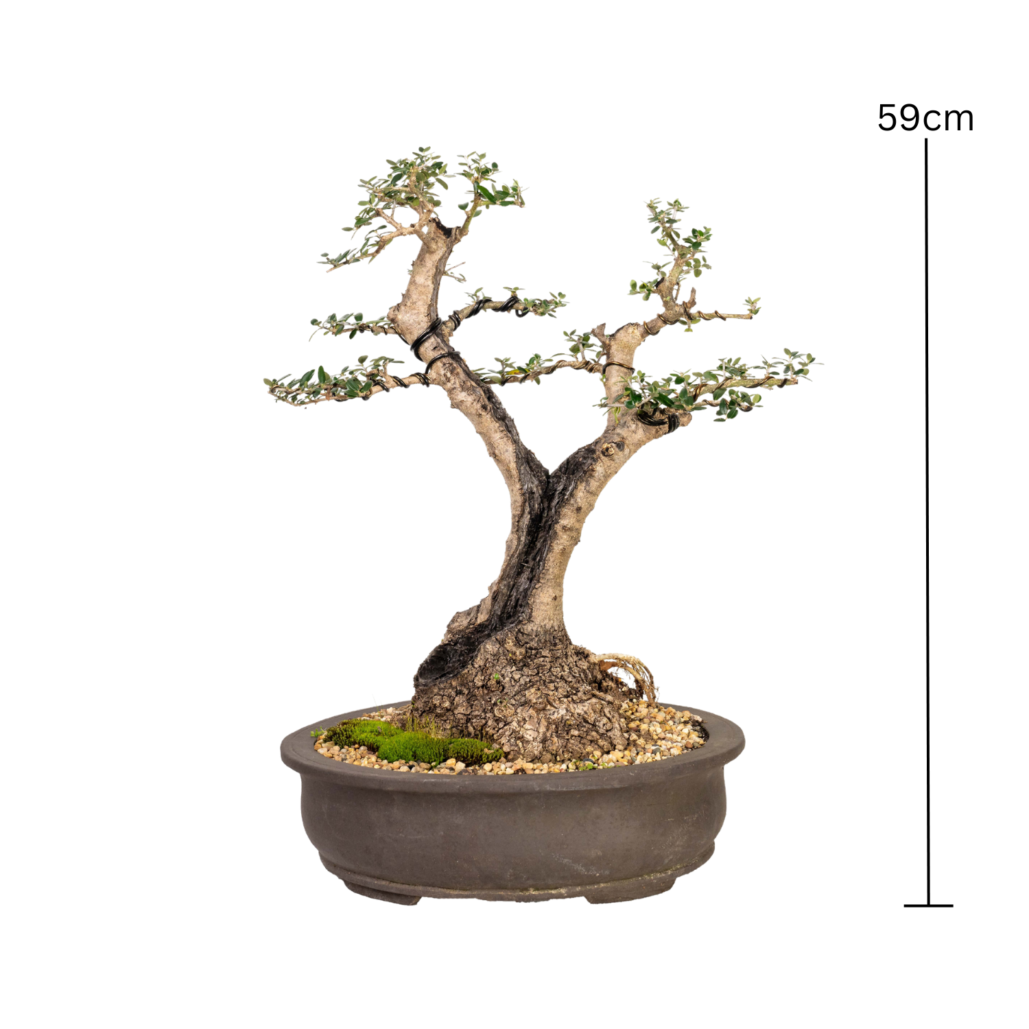 Asian Olive Bonsai (1981)