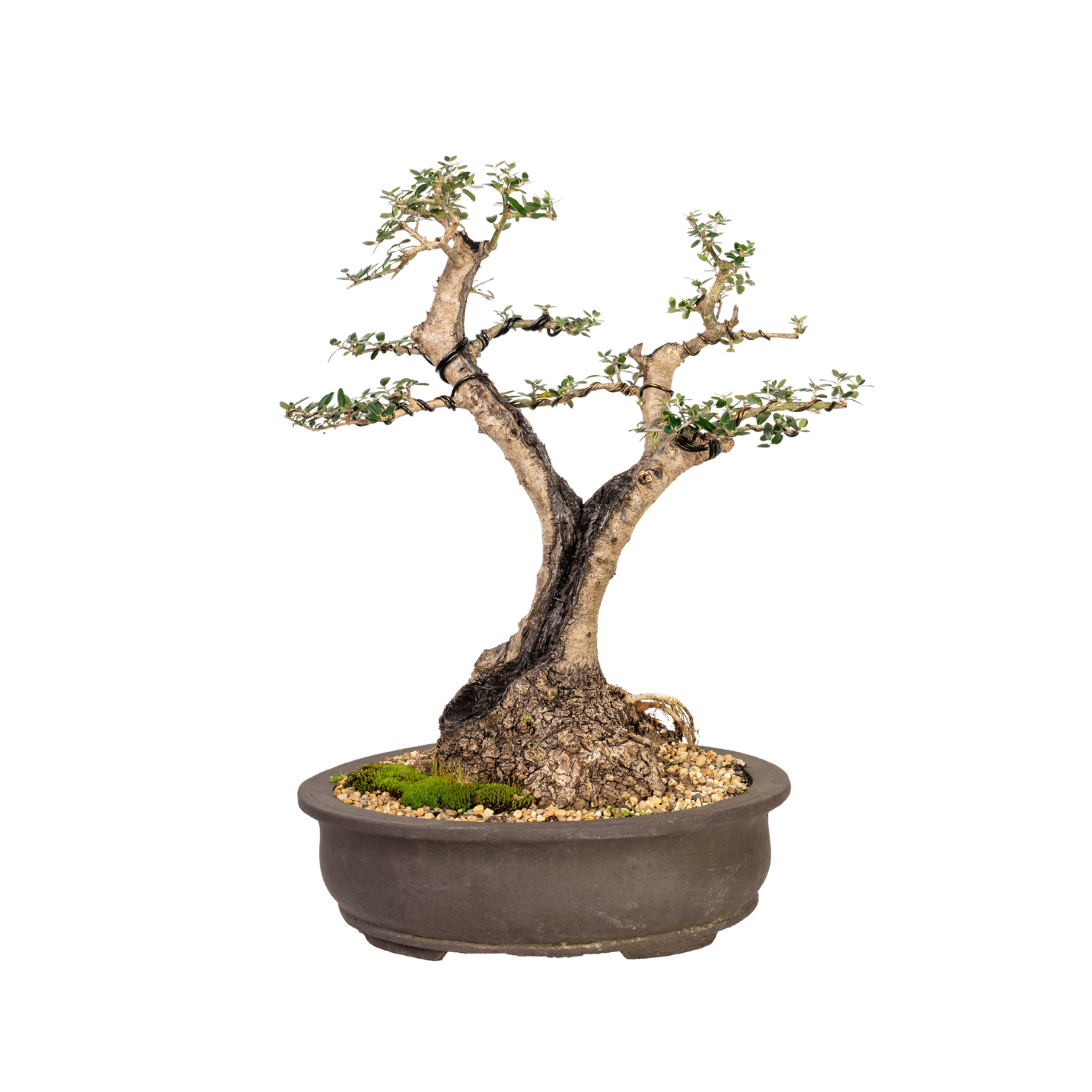 Asian Olive Bonsai (1981)