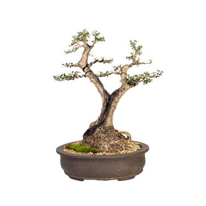 Asian Olive Bonsai (1981)