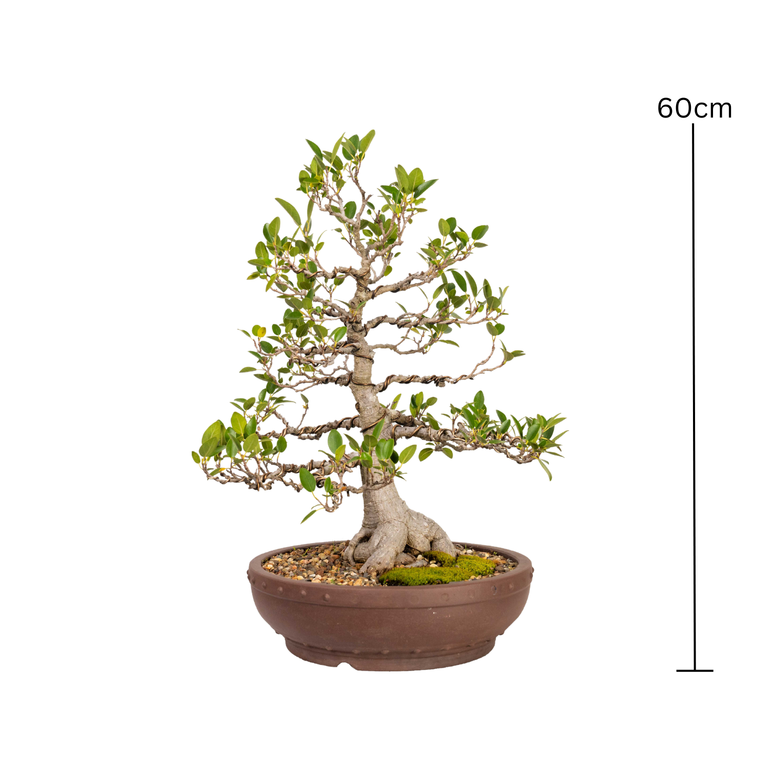 Port Jackson Fig Bonsai (1976)