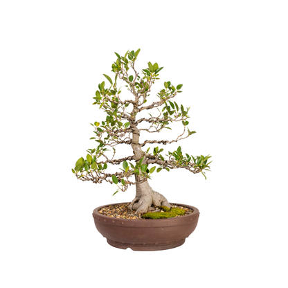 Port Jackson Fig Bonsai (1976)