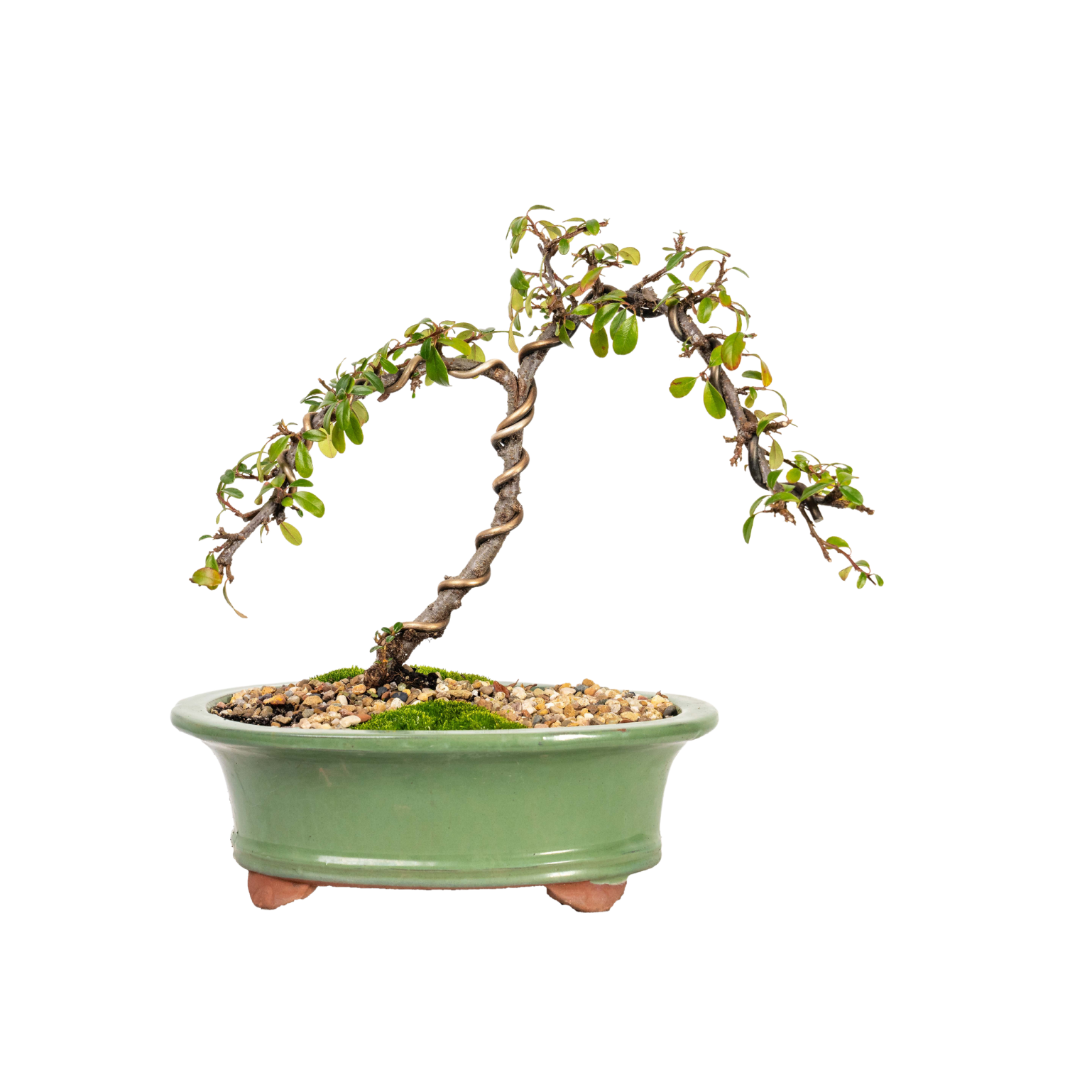 Cotoneaster Cuphea Bonsai (2015)