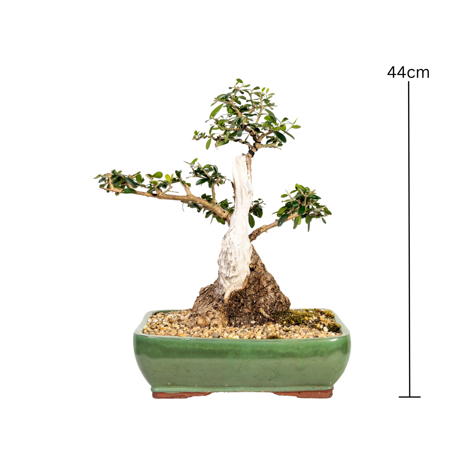 Asian Olive Bonsai (1980)