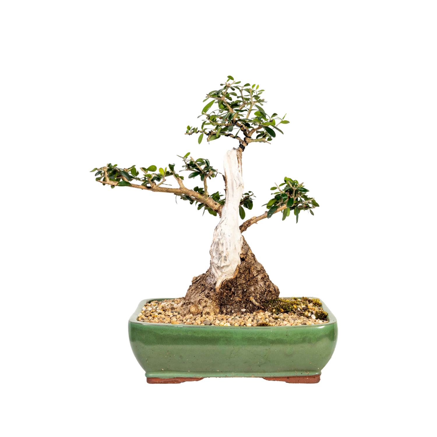 Asian Olive Bonsai (1980)