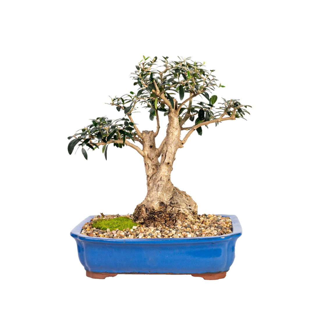 Asian Olive Bonsai (1983)