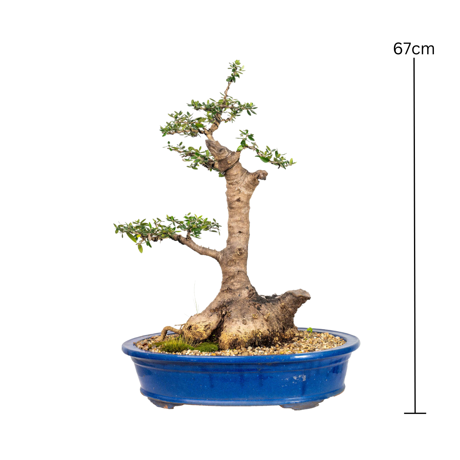 Asian Olive Bonsai (1980)