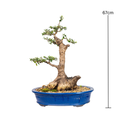 Asian Olive Bonsai (1980)